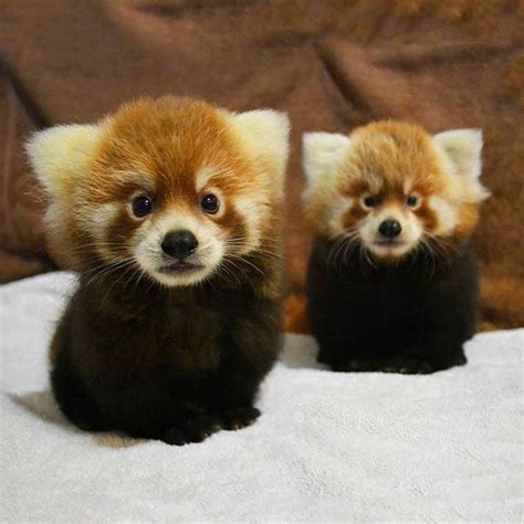 439 best Red Panda images on Pinterest | Adorable animals, Red pandas ...