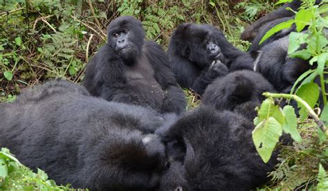 Gorilla habitat: Govt to issue land titles to pave way for ...