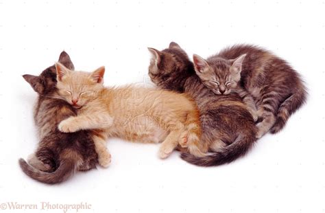 Sleeping kittens photo WP10901