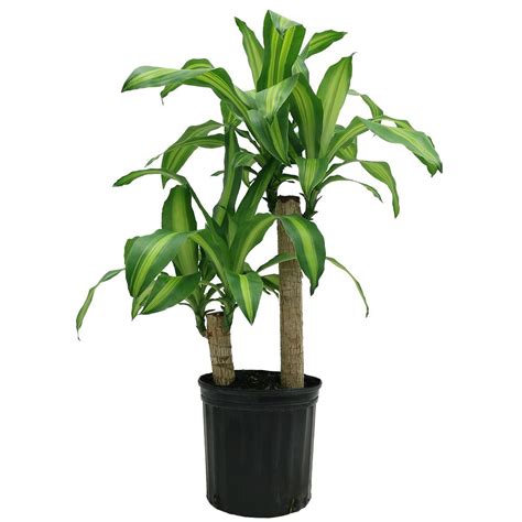 Delray Plants Mass Cane in 8.75 in. Grower Pot-10MC2 - The Home Depot