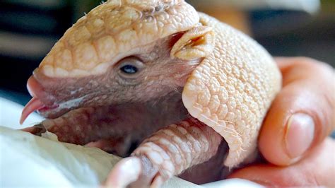 Baby Armadillo Spock Set To ‘Live Long And Prosper”: ZooBorns - YouTube