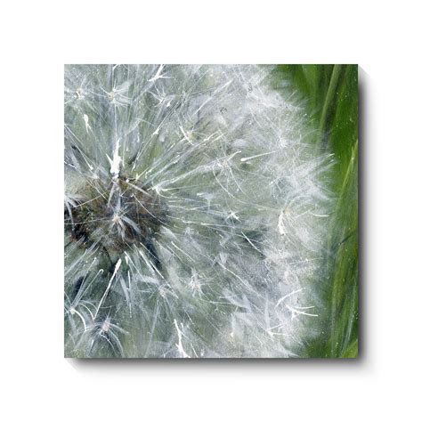 Dandelion Clock - Cumbrian Artist David Pooley