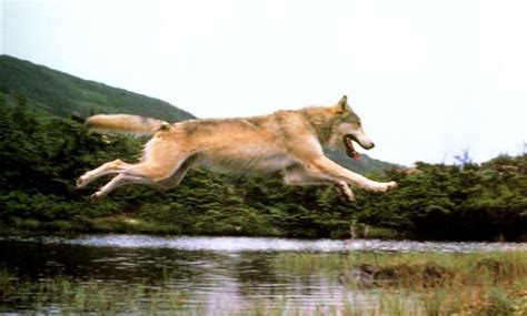 White Wolf : 19 Stunning Photos Of Impressive Wolf Jumps