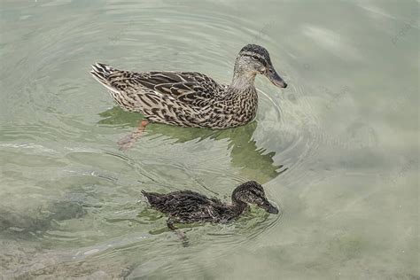 Mallard Duck And Baby Swimming On Lake Baby Animals Fledgling Natural Photo Background And ...