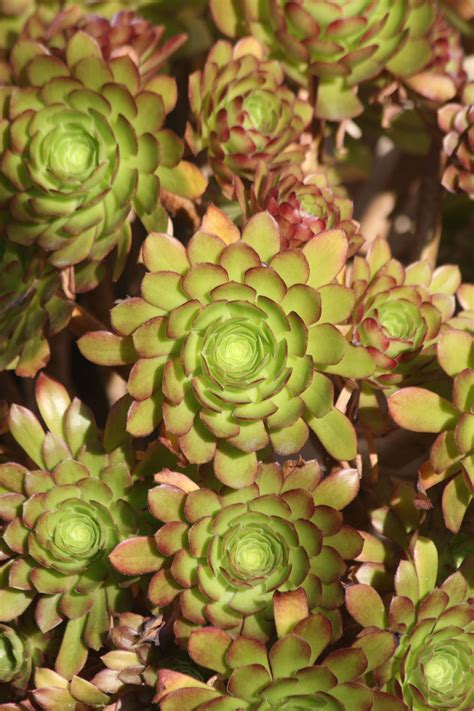 Aeonium Succulent Cluster Free Stock Photo - Public Domain Pictures