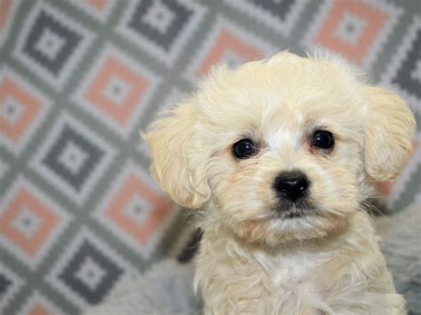 Morkie Poo-DOG-Male-Cream and Apricot-3155049-Petland Dunwoody