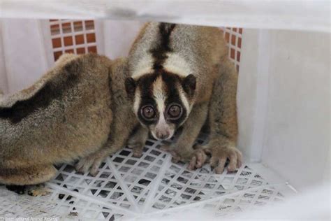 Rescuers Find 79 Slow Lorises In Boxes Bound For Pet Trade - The Dodo