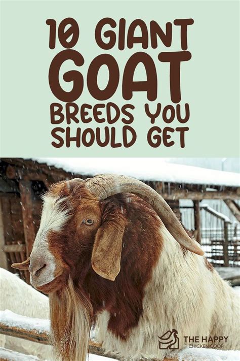 10 Giant Goat Breeds You Should Get | The Happy Chicken Coop | Pet goat ...