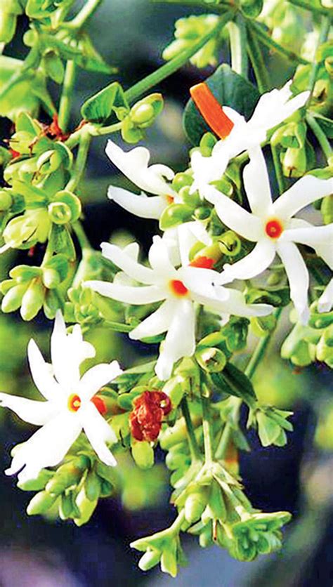 Parijata Flower Plant In Bangalore | Best Flower Site