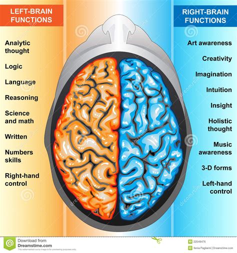 left and right hemispheres of the brain functions - Google Search | Right brain, Left brain ...