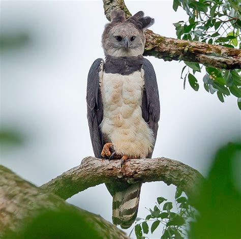 Just How Big and Powerful is the Harpy Eagle? - Avian Report