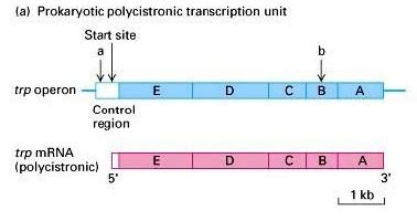 Difference between Polycistronic and Monocistronic mRNA - MD