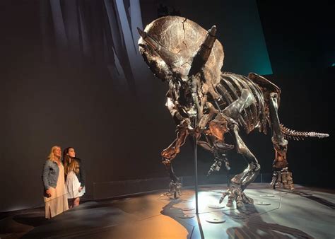 Biggest Triceratops dinosaur skeleton in the world now at Melbourne Museum! | Let's go MumLet's ...