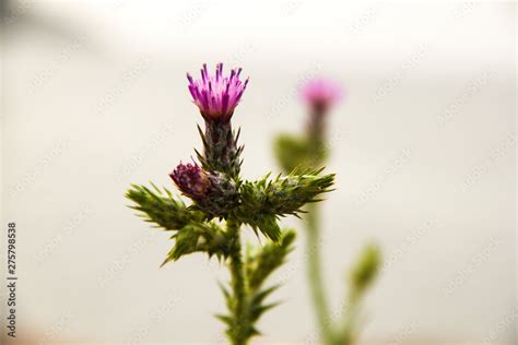 Burdock plant Stock Photo | Adobe Stock