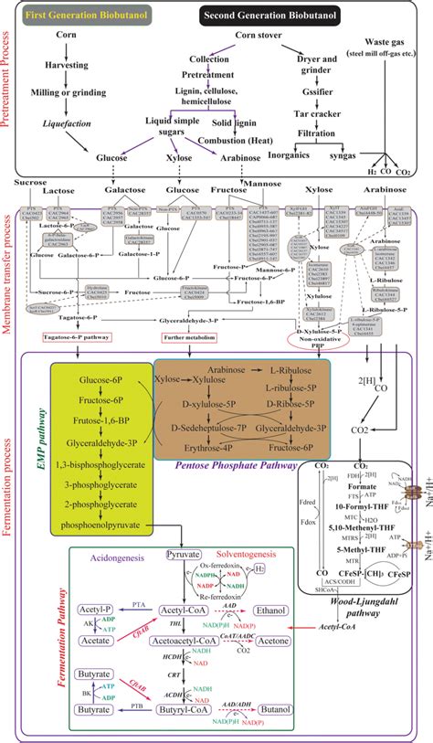 Simplified metabolism of biomass for microbial n-butanol fermentation ...