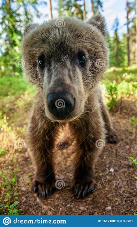 Wild Brown Bear Cub Looking at Camera Close-up Wide Angle. Cub of Brown ...