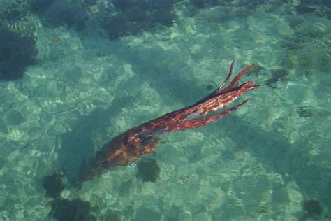 Living giant squid filmed at La Coruña, Spain video - Strange Sounds