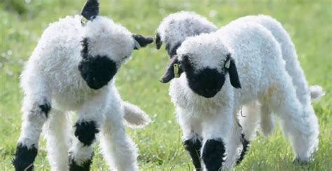 1400+ Lamb and Sheep Names for Your Cute Pet Sheep Friends