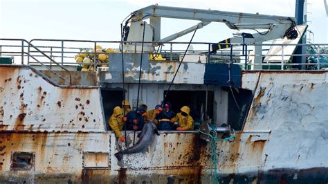 Sea Shepherd locates two boats suspected of illegal toothfish fishing ...