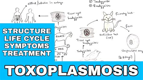 Toxoplasma Gondii Diagram