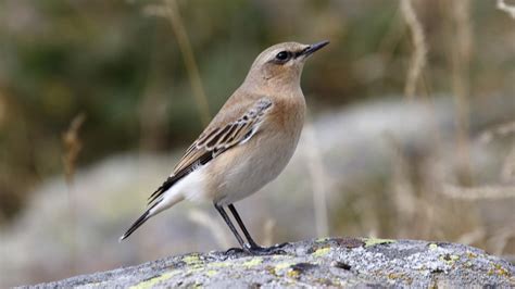 Northern Wheatear adult female - John Caddick | John Caddick