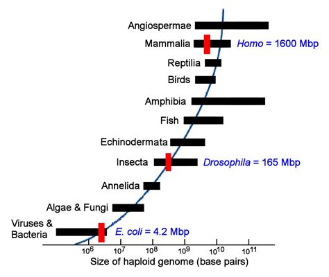 Genome size variation