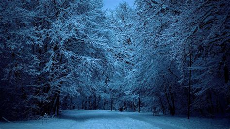 Winter Forest Wallpaper Night