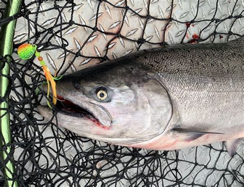 Top 10 Best Salmon Fishing Lures for 2018 - The Lunkers Guide