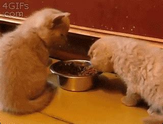 Petting Eating GIF - Find & Share on GIPHY