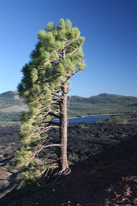 Jeffrey Pine | Medium Tree Seedling – SequoiaTrees.com