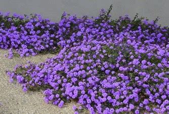 Lantana ‘Trailing Purple’