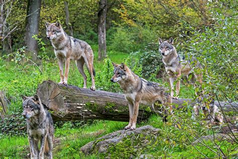 Hunting Wolf Pack Photograph by Arterra Picture Library - Fine Art America