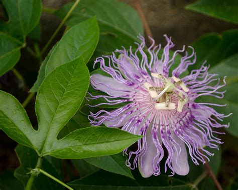 Maypop facts and health benefits