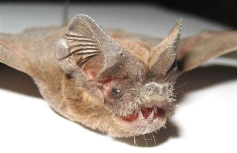 Why Do Bats Get White Nose Syndrome?