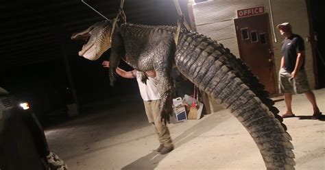 Mississippi Trio Catches Record-Setting Alligator