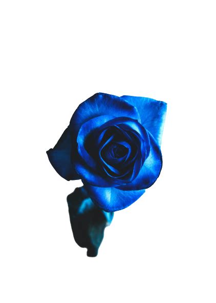 Blue Rose transparent background PNG - Get your free creative commons images for your projects