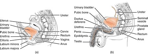 Gross Anatomy of Urine Transport – Anatomy and Physiology