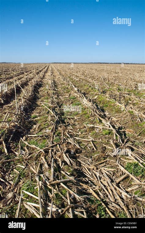 Rows Of Corn Stalks Stock Photos & Rows Of Corn Stalks Stock Images - Alamy