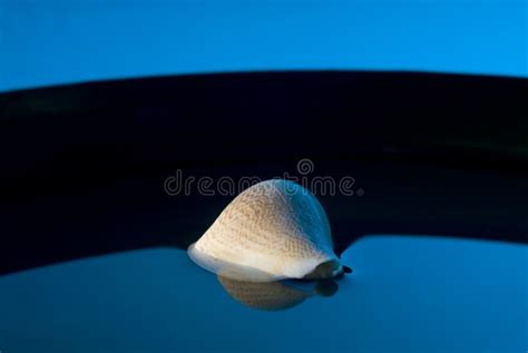 Cowrie shell stock photo. Image of biology, sand, vacations - 9165690