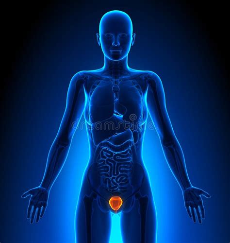 Female anatomy - bladder stock illustration. Illustration of belly ...