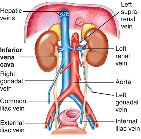 Inferior Vena Cava Diagram | Chemistry Labs