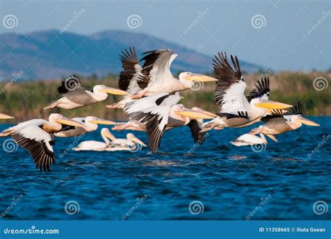 White Pelican Migration Stock Image | CartoonDealer.com #170139325