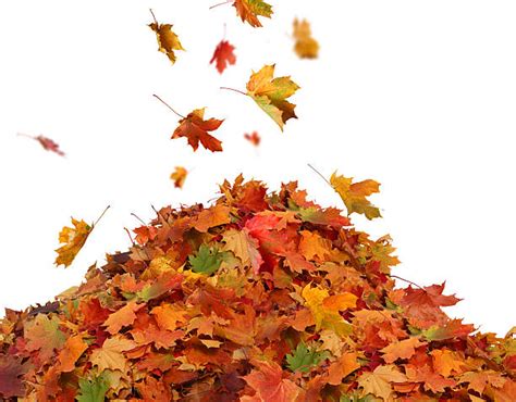 Pile Of Leaves Pictures, Images and Stock Photos - iStock