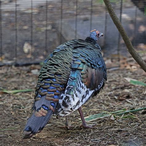 Pictures and information on Ocellated Turkey