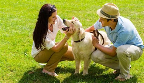 How To Train A Dog To Poop Outside? Pets Feed