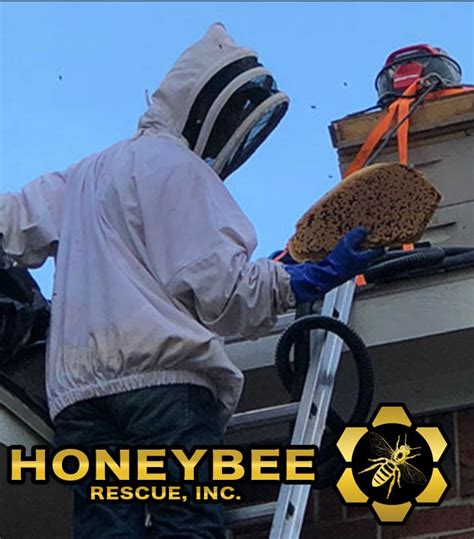 Bee Removal Services - Honey Bee Rescue, Inc.