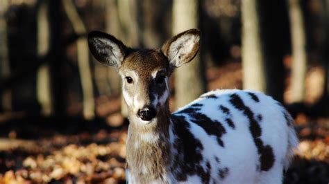 Hintergrundbilder : Wald, Hirsch, Tierwelt, Piebald Deer, Fauna, Säugetier, 1920x1080 px ...