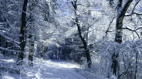 Winter Woods Wallpaper (54+ images)