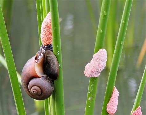 How to Hatch Mystery Snail Eggs - 5 Simple Steps! | Hepper