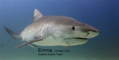 Tiger shark, "Emma" - Shark Diving Pros